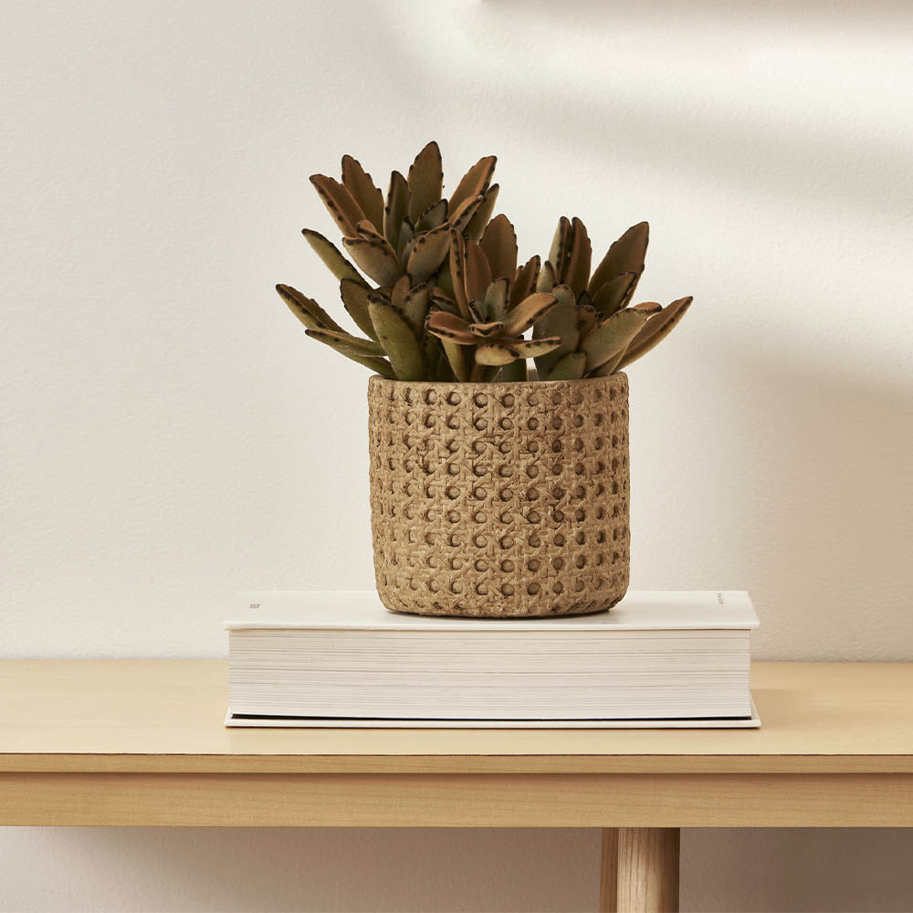 cachepot ambiente